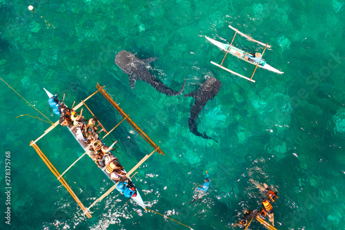 Place for diving and snorkeling and watching the whale shark, top view, Oslob, Philippines. Tourists are watching whale sharks.