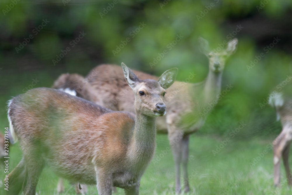 Damwild Damwild