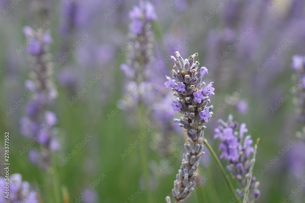 Fototapeta premium lavender bush on the field