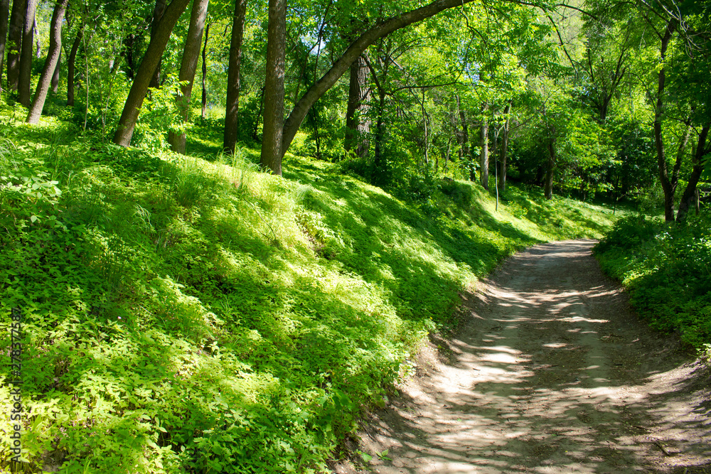 Obraz premium A path through a green forest lit by sunlight
