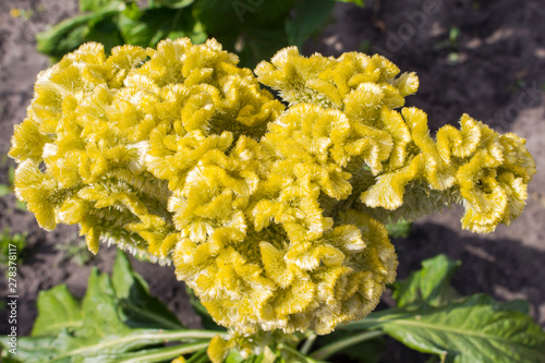 Yellow inflorescence celosia photo