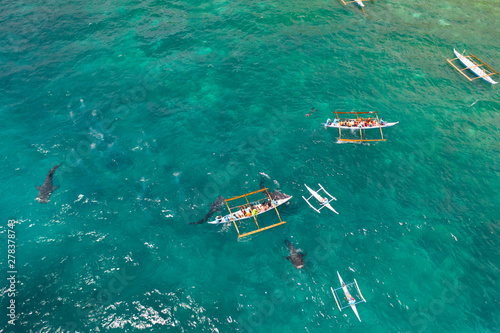 Tourists are watching whale sharks in the town of Oslob, Philippines, aerial view. Summer and travel vacation concept. People snorkeling and and watch whale sharks from above. Oslob, a famous spot for © Tatiana Nurieva