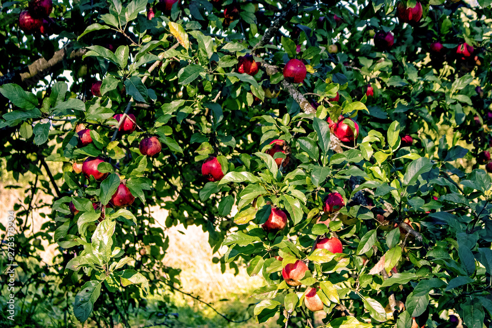 Red apples ripened on a tree