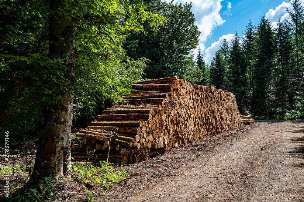 coupe de bois et chemin forestier