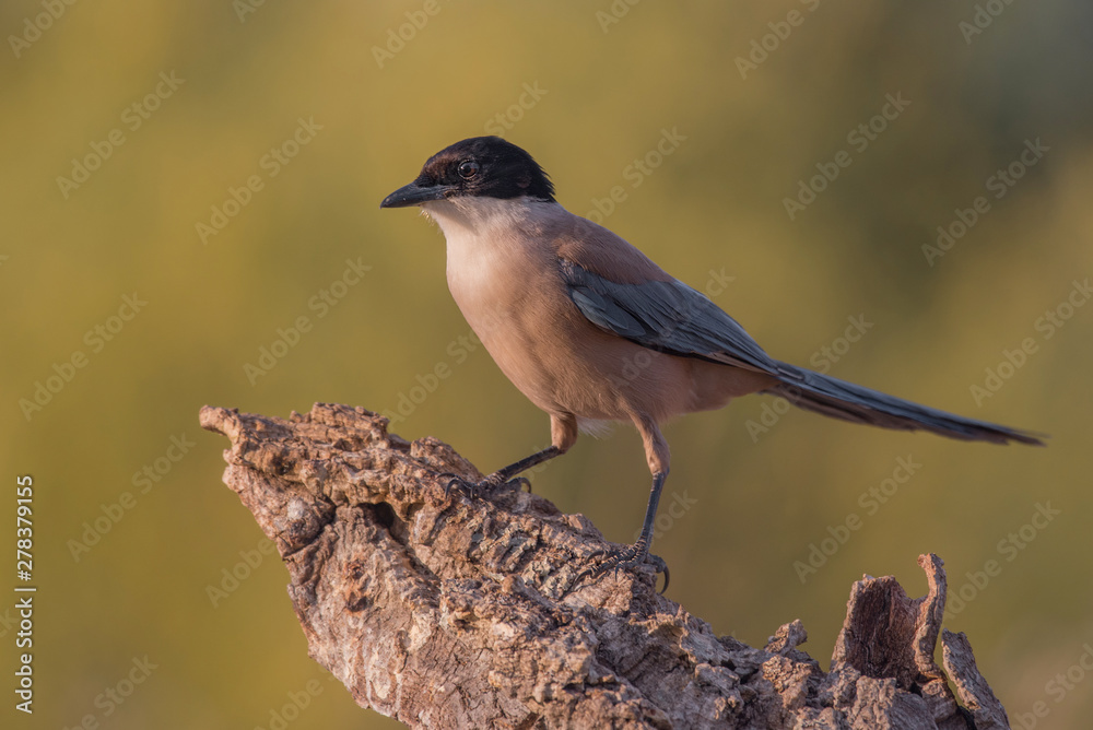 Fototapeta premium Iberian Magpie Cyanopica cooki
