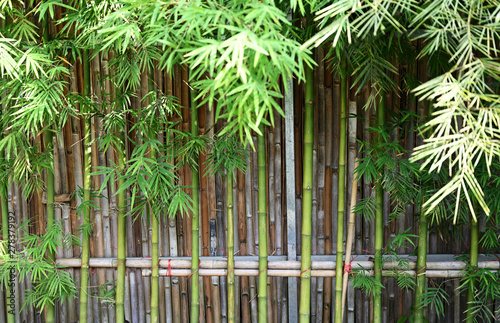 Natural green bamboo fence in morning