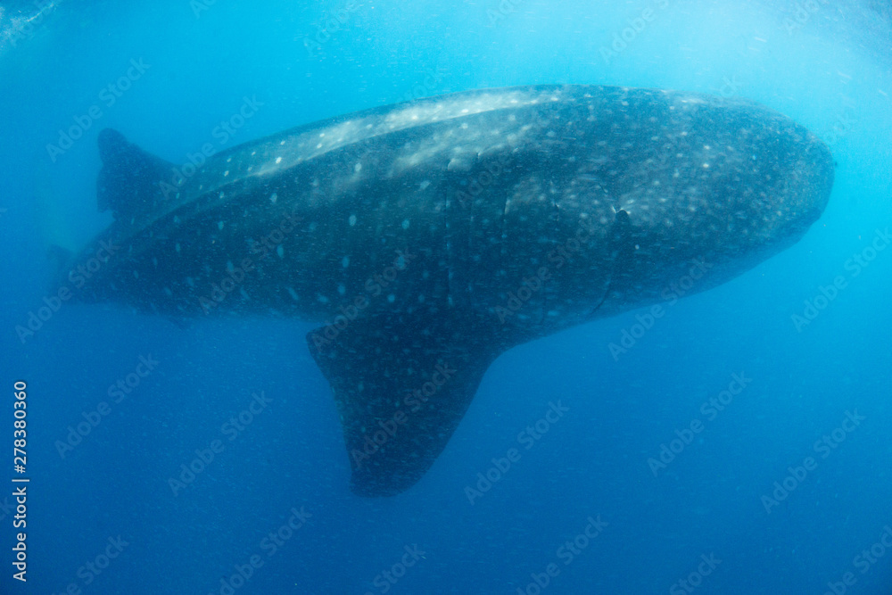 Naklejka premium Whale shark blue background Cancun Mexico