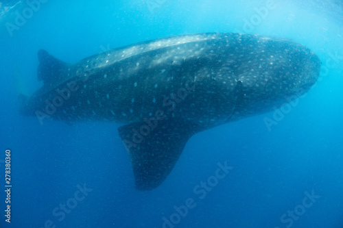 Whale shark blue background Cancun Mexico