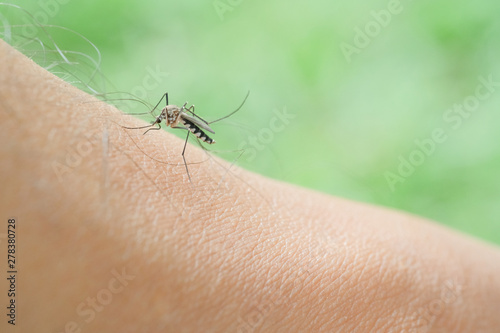 Mosquitoes that are biting and sucking blood from the skin