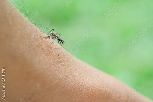 Mosquitoes that are biting and sucking blood from the skin