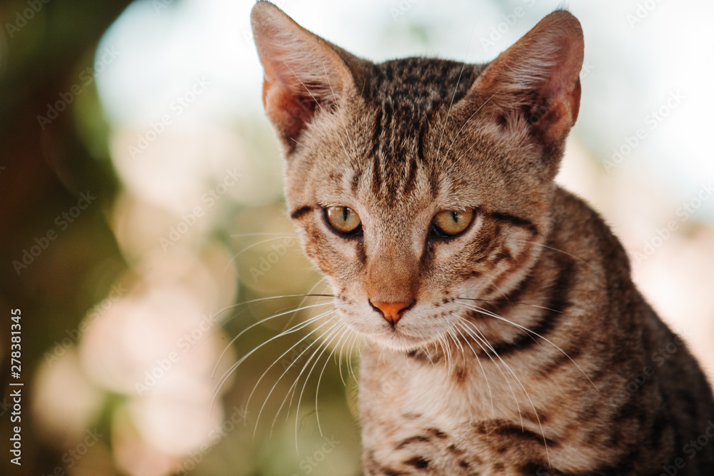 portrait of a cat