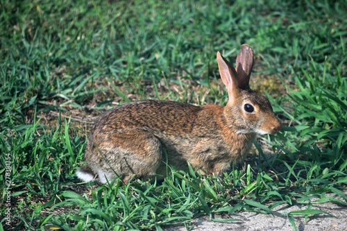 Wild rabbit eating grass in the backyard