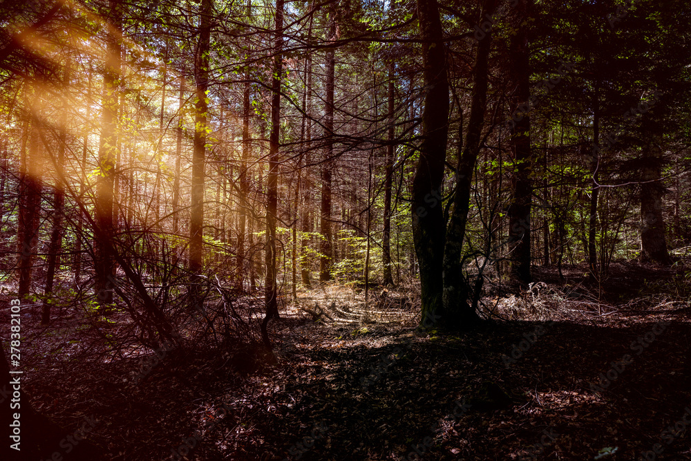 rayons de soleil en  forêt