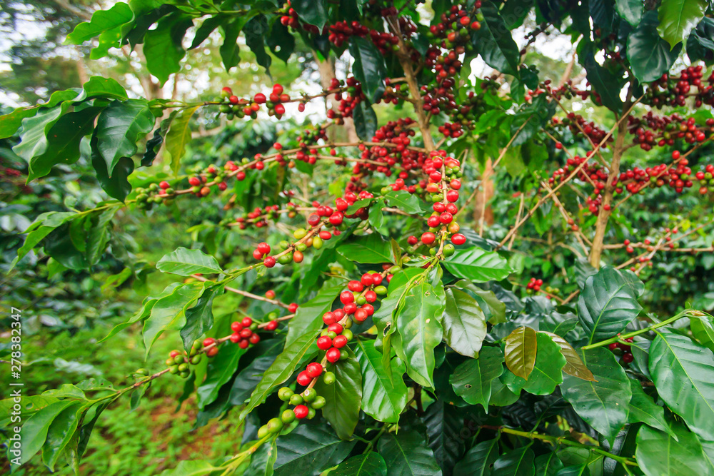 Coffee berries in a coffee plantation on Bolaven Plateau.