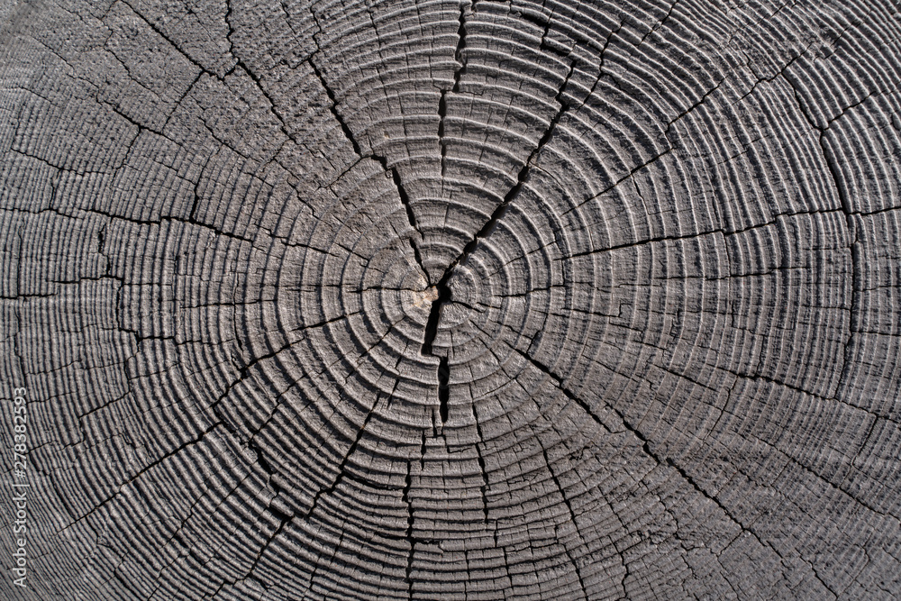 Tree rings of an old wooden log