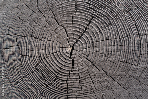 Tree rings of an old wooden log