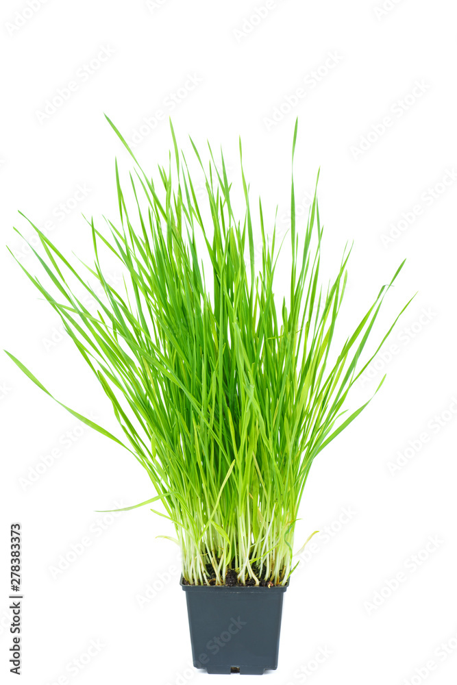Obraz premium Green wheat sprouts in the black plastic pot isolated on white