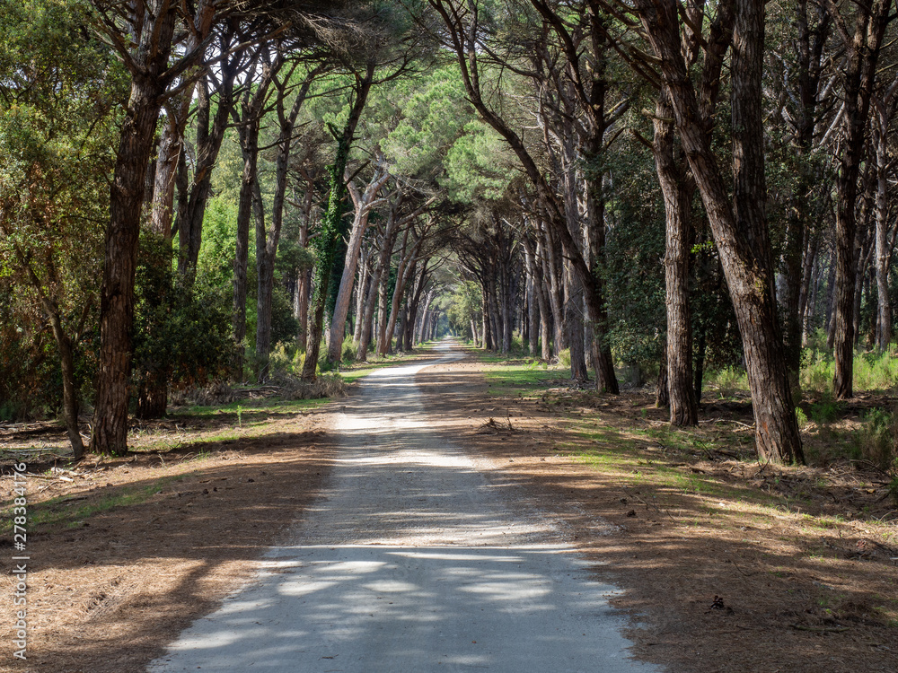 Obraz premium Dirt pathway in a Mediterranean pine forest