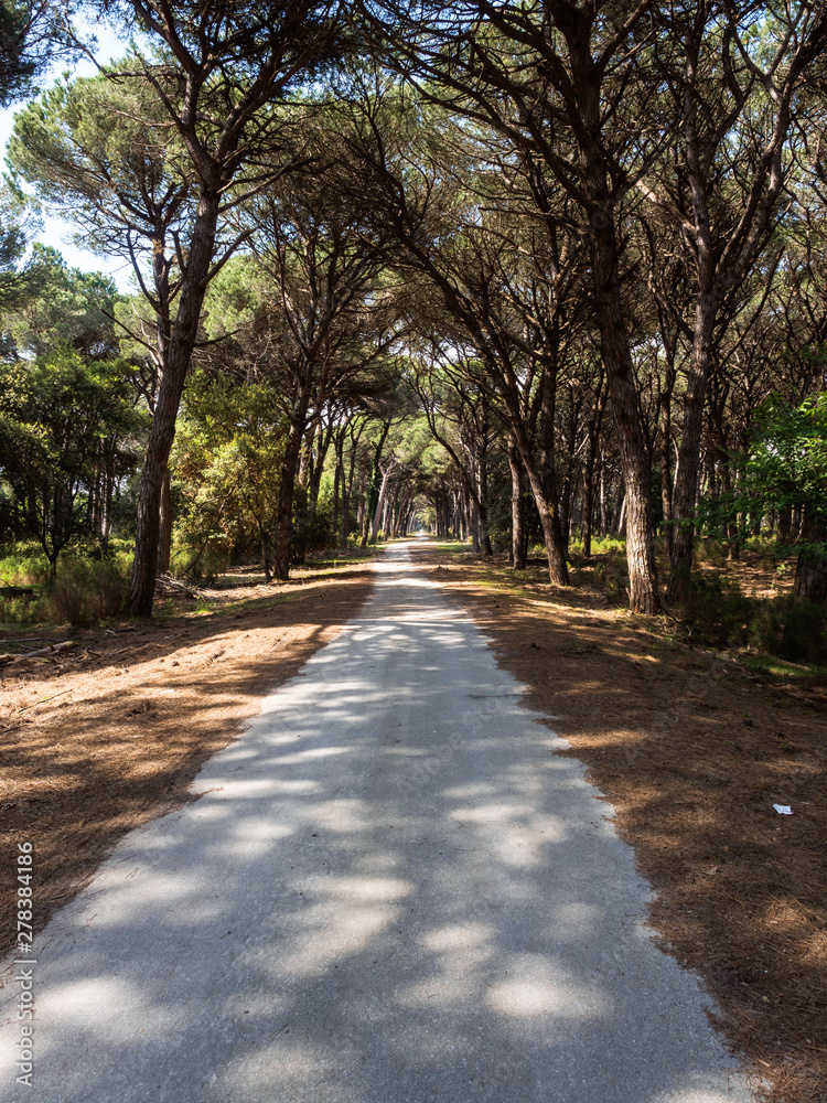 Dirt pathway in a Mediterranean pine forest