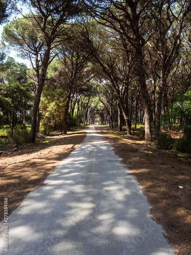 Dirt pathway in a Mediterranean pine forest