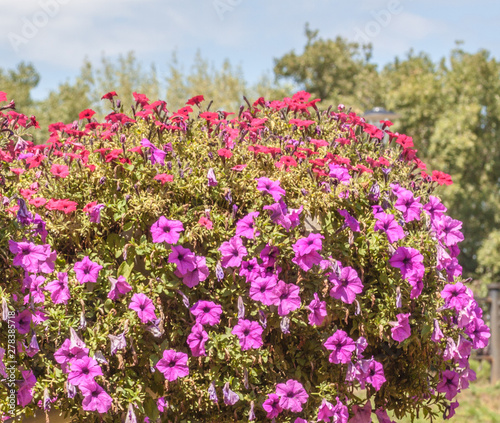 Petunia flowers in park