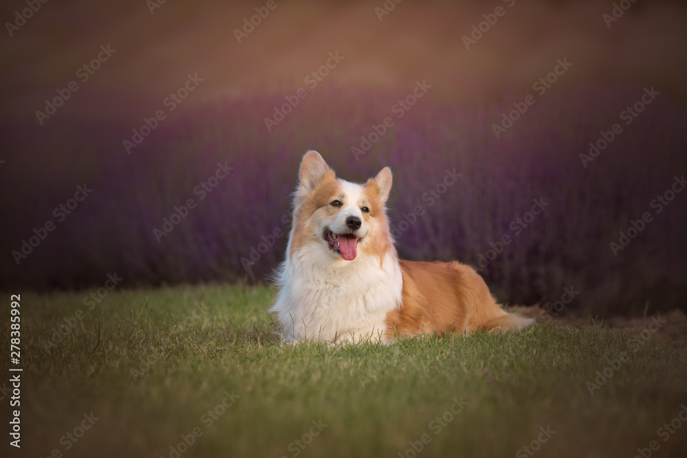 Welsh Corgi Pembroke dog beautifully posing on a lavender field between paths Welsh Corgi Pembroke dog beautifully posing on a lavender field between paths