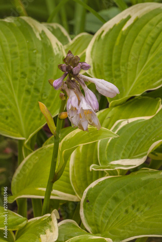 Blooming hosta with a creamy yellow leaf border in  garden photo