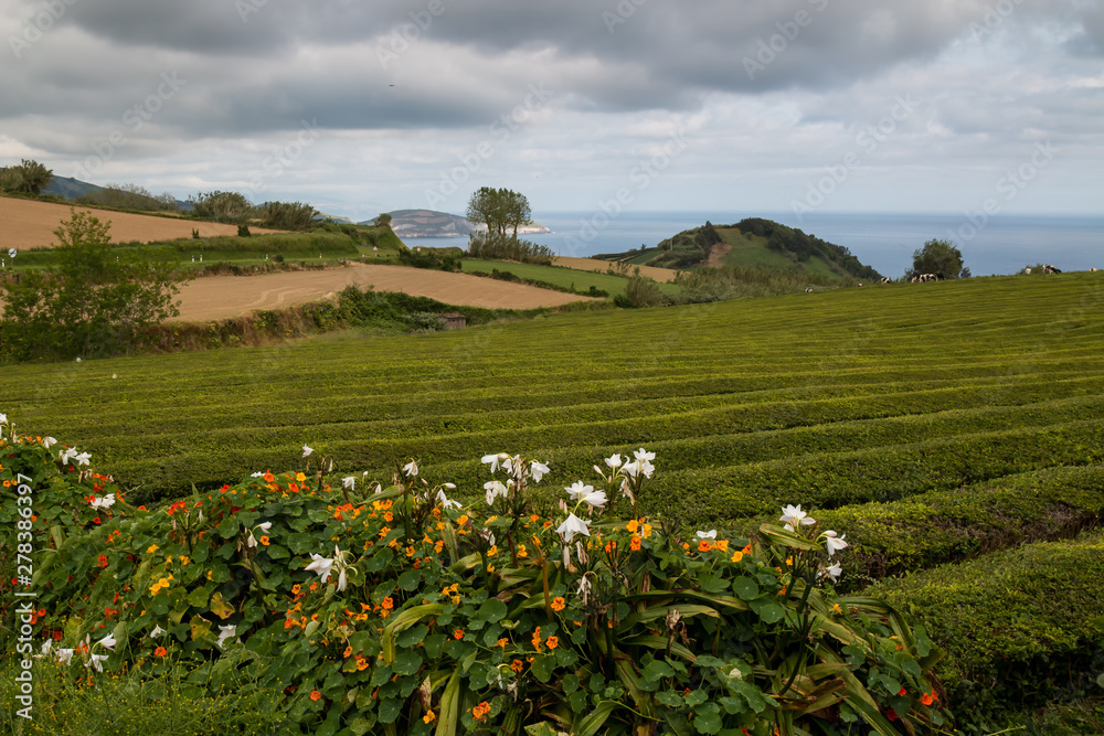 Blooming flowers lining the tea bushes