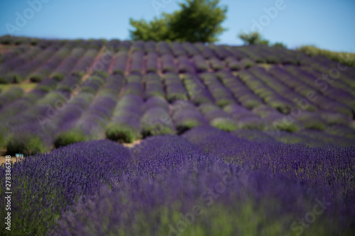 Beautifully blooming lavender bushes on a large lavender field