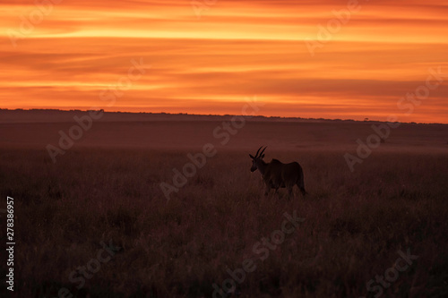 A beautiful sunset in the plains of Africa inside Masai mara national reserve with zebras grazing in the foreground