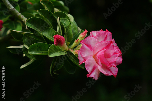 lose up pink Impala lily on the black background.