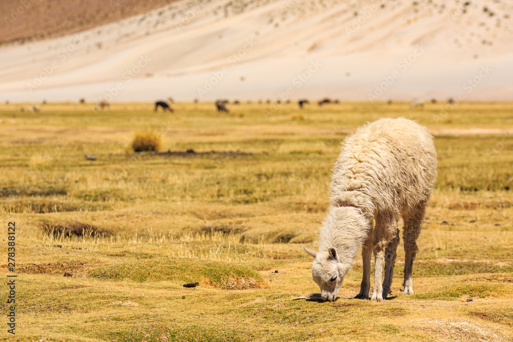 Fototapeta premium Lama standing in a beautiful South American altiplano landscape