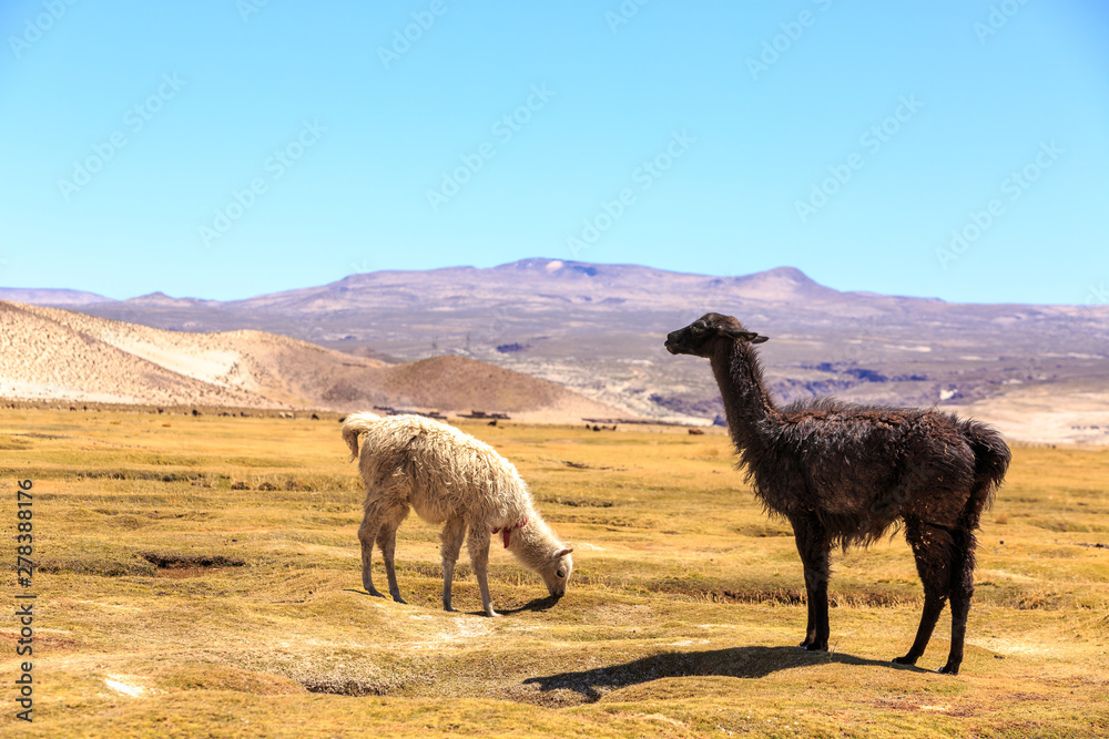Fototapeta premium Lamas standing in a beautiful South American altiplano landscape