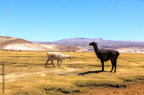 Lamas standing in a beautiful South American altiplano landscape