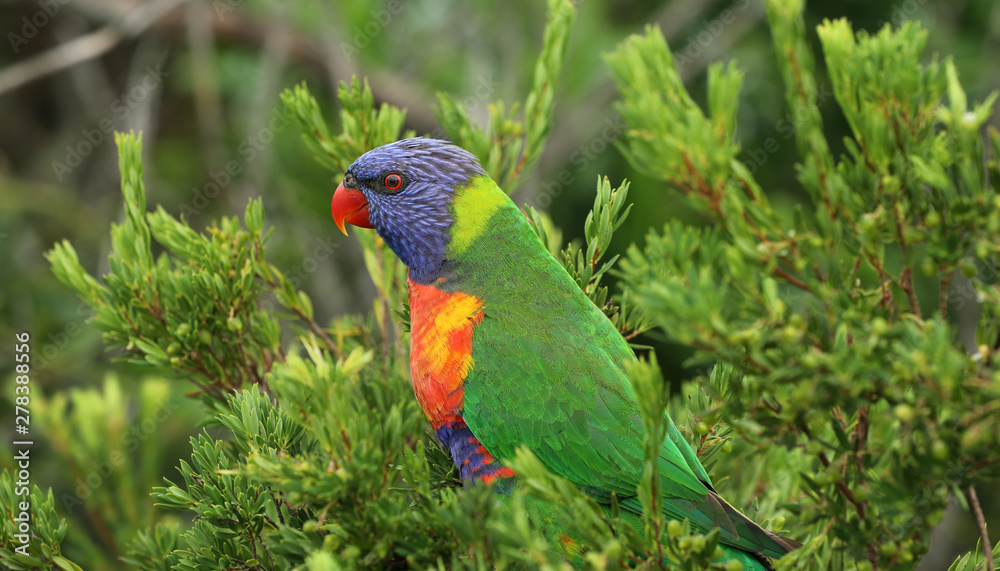 Allfarblori Papagei in Australien
