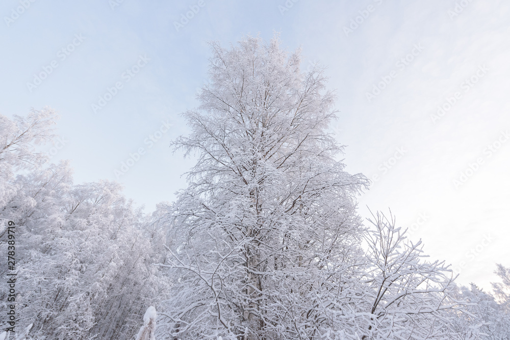 The forest has covered with heavy snow in winter season at Lapland, Finland. The forest has covered with heavy snow in winter season at Lapland, Finland.