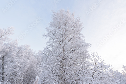 Wallpaper Mural The forest has covered with heavy snow in winter season at Lapland, Finland. Torontodigital.ca
