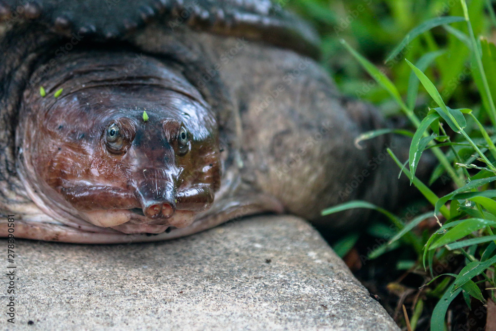 Softshell Turtle 
