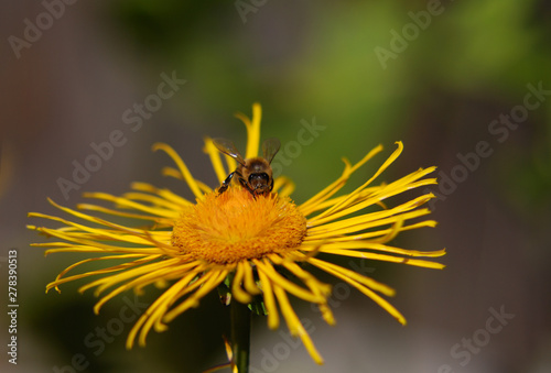 bee sitting on the yellow flower of Elecampane, on a green and brown background, front view, macro