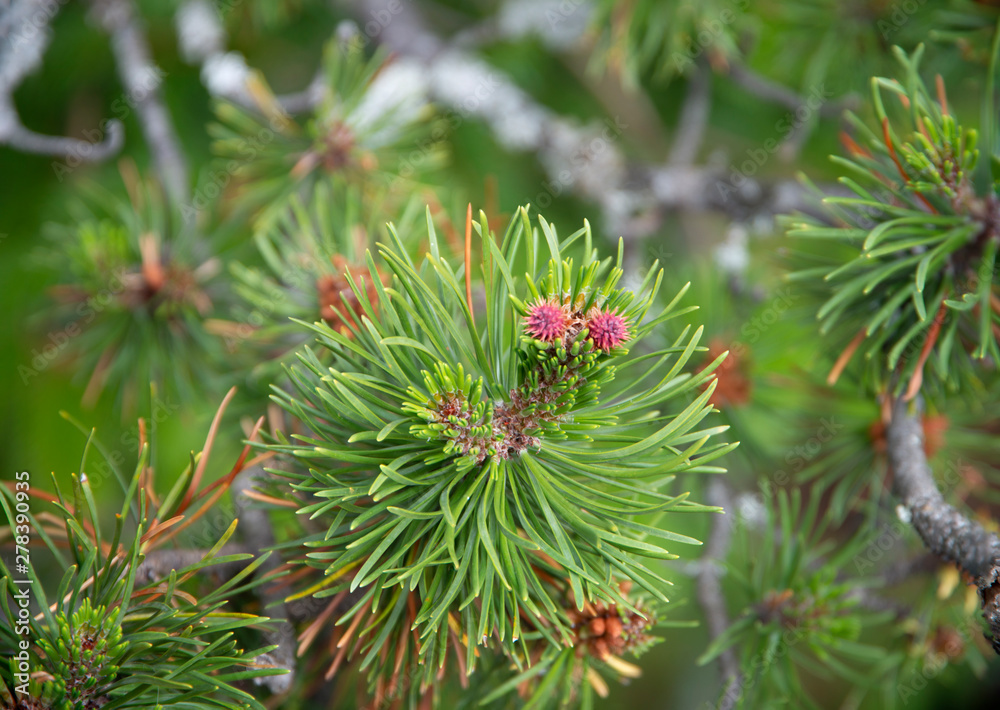 close up on pine tree branch with small pinecones close up on pine tree branch with small pinecones