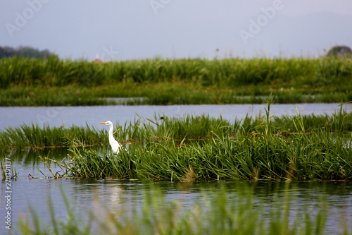 White bird in green plants on Lake Inle, Myanmar/Birma. photo