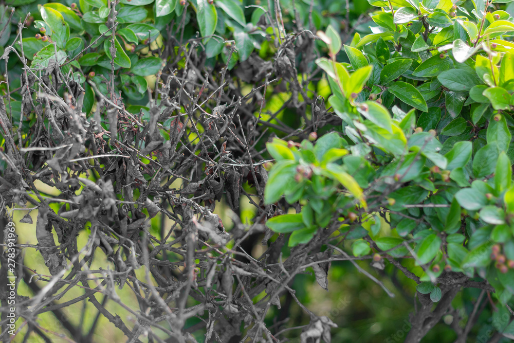 living dead plant global warming  transformation