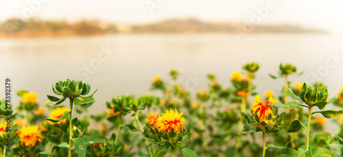 Blooming yellow red flower field on the riverbank.