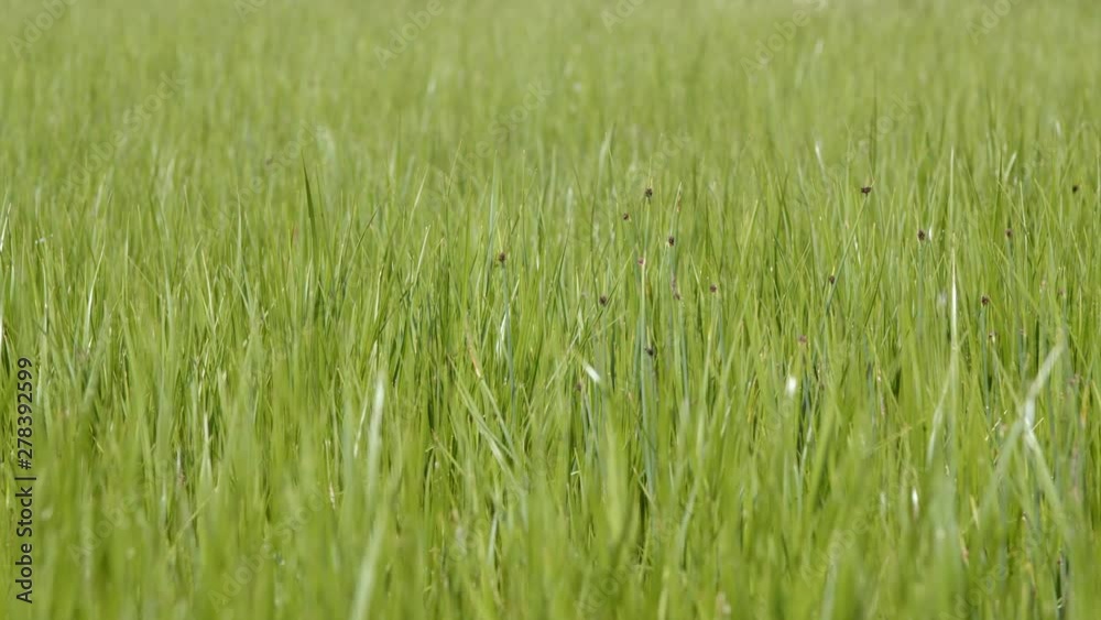 Green grass rushes straws swaying in wind real time shot Green grass rushes straws swaying in wind real time shot