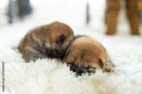 Close-up portrait of newborn red Shiba Inu puppy sleeping on the blanket. © Anastasiia
