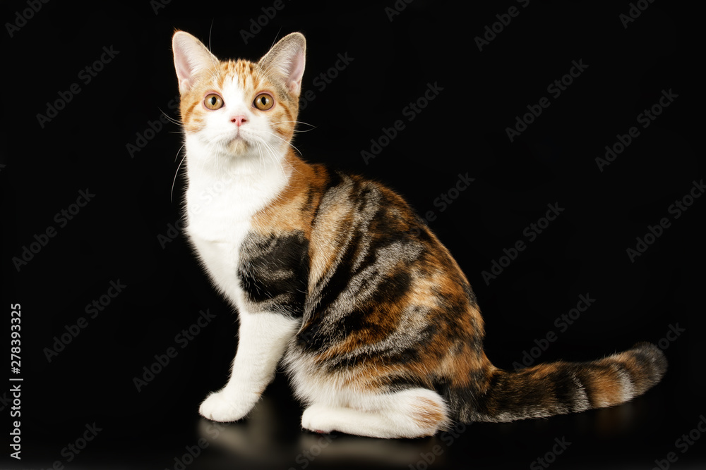 Fototapeta premium American shorthair cat on colored backgrounds