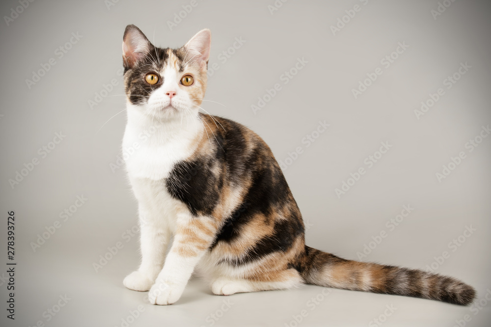 American shorthair cat on colored backgrounds