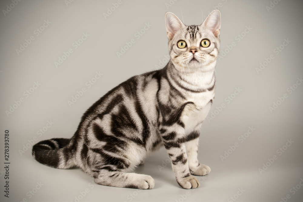 American shorthair cat on colored backgrounds