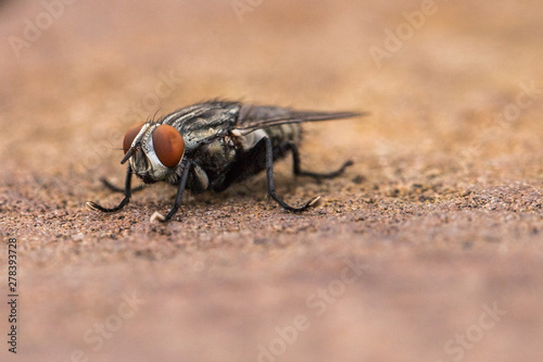 Flesh Fly © AnyoneCanPhotography