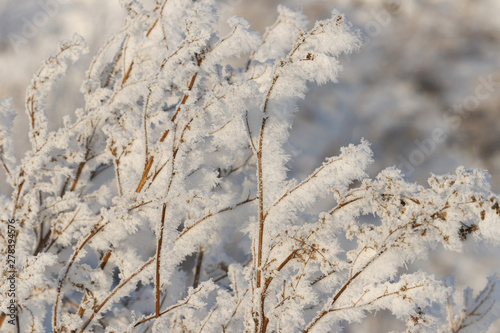 High dry grass with icy snow needles © ok_fotoday